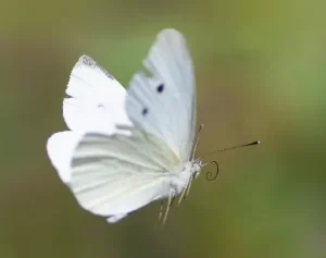 Ý nghĩa của việc bướm trắng bay vào nhà và các con số liên quan