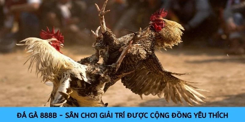 Đá gà 888B - Sân chơi giải trí được cộng đồng yêu thích