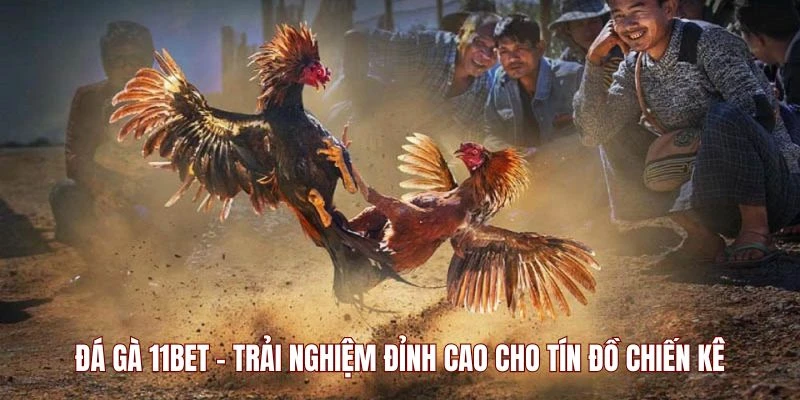 Đá Gà 11BET - Trải Nghiệm Đỉnh Cao Cho Tín Đồ Chiến Kê